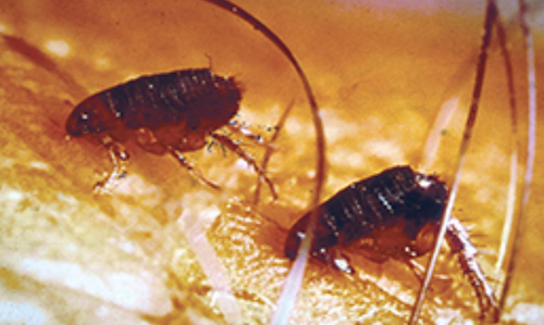 Pest Control Fleas